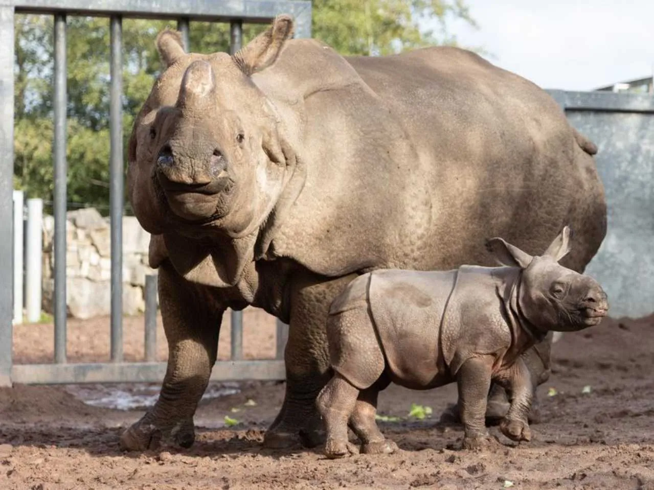 Indian Rhino with Baby
