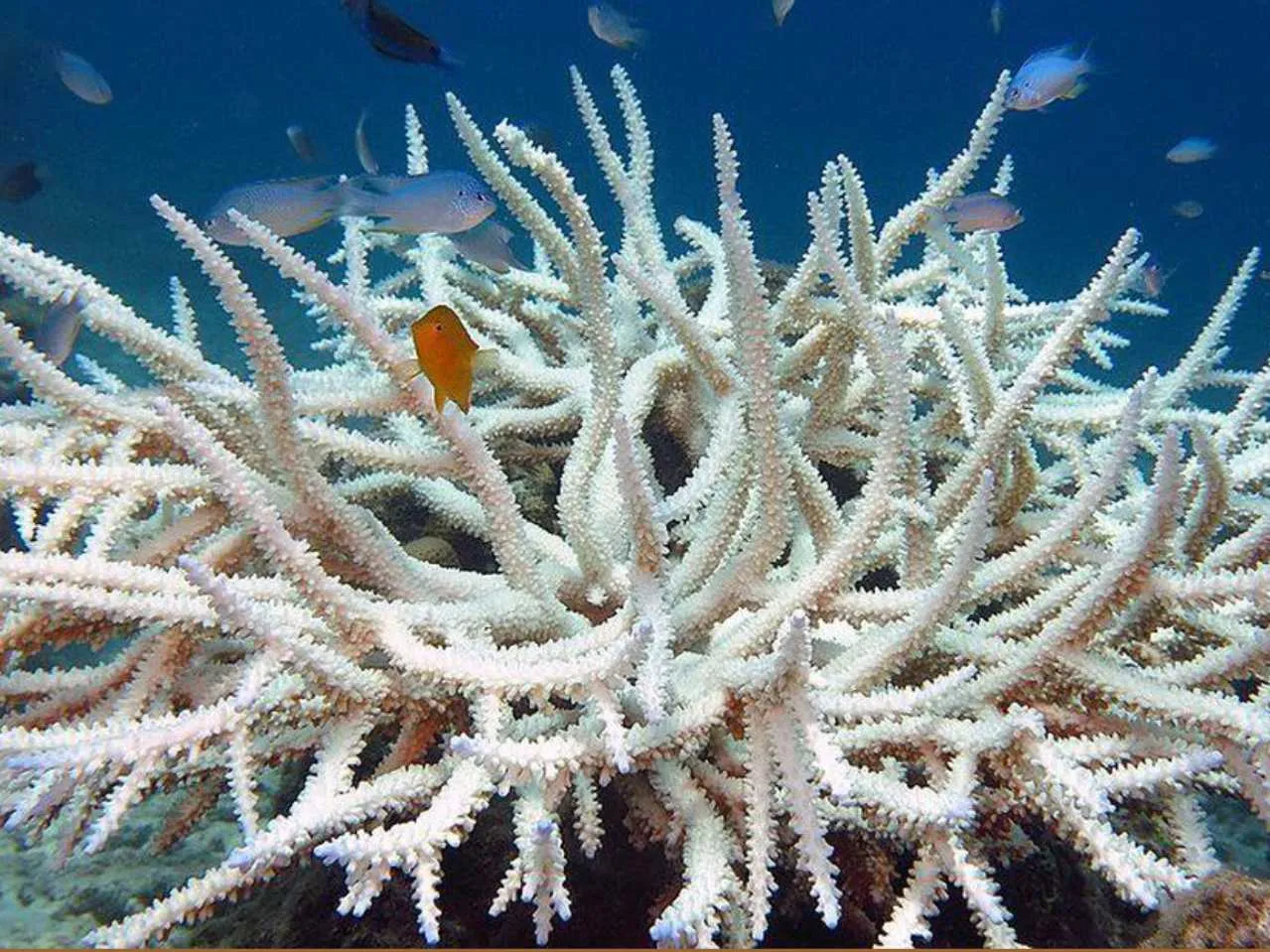 lakshadweep coral reefs