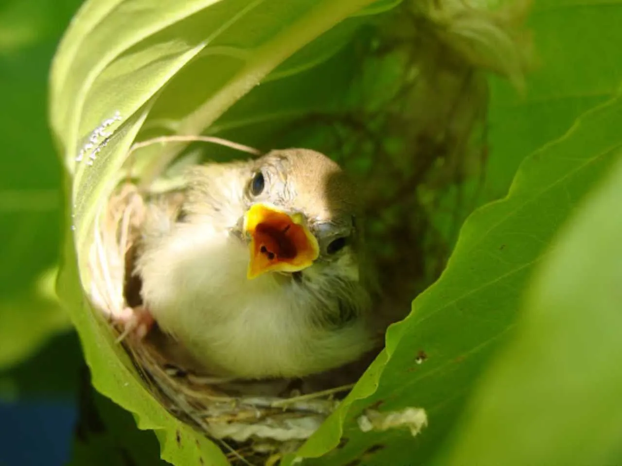 Tailor bird in nest