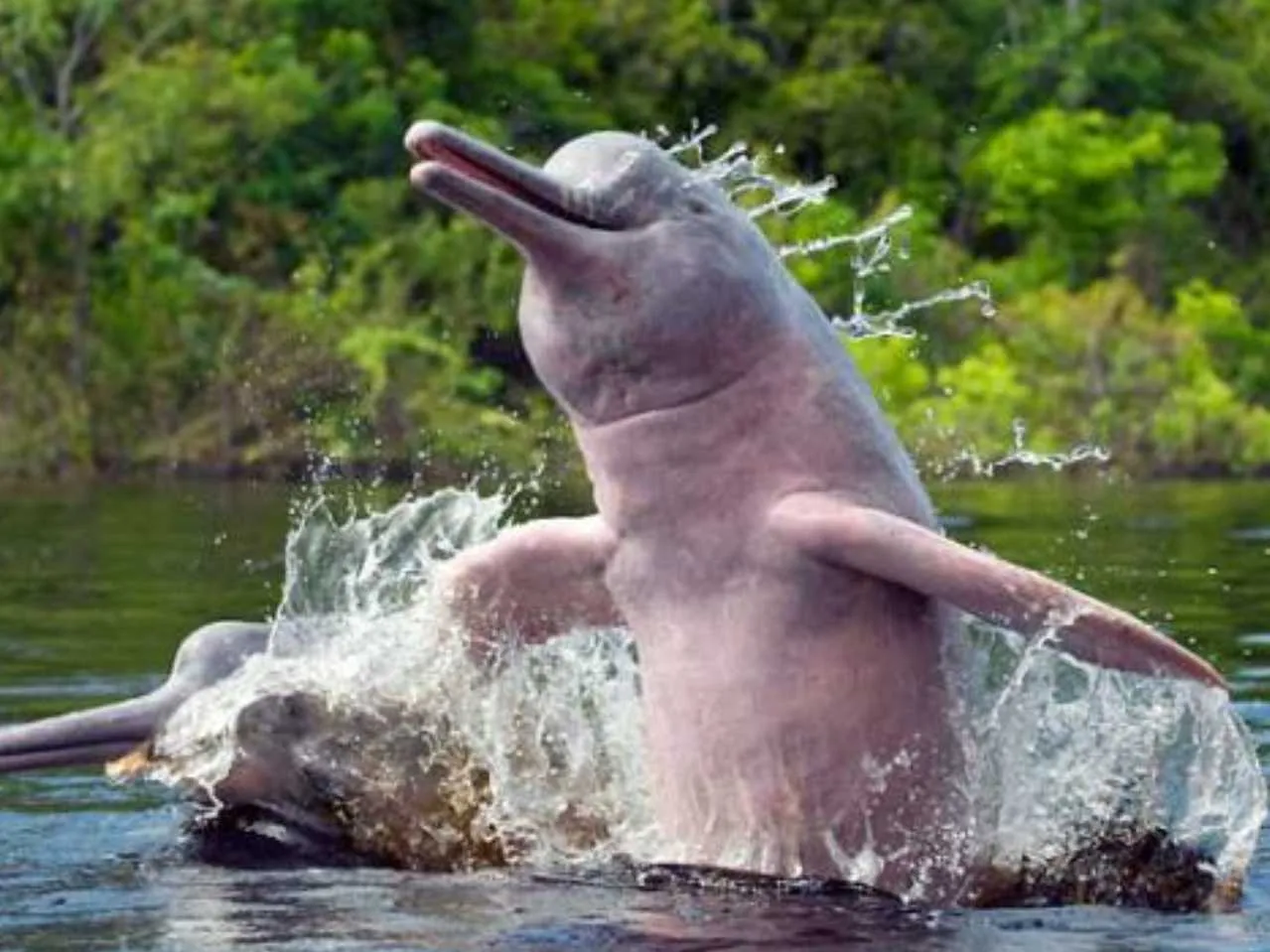 freash water dolphin