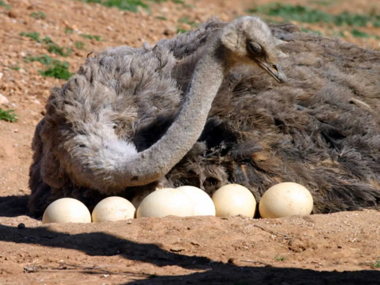Ostrich with Eggs