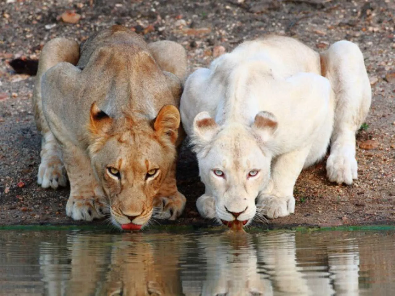 White and normal Lion drinking water