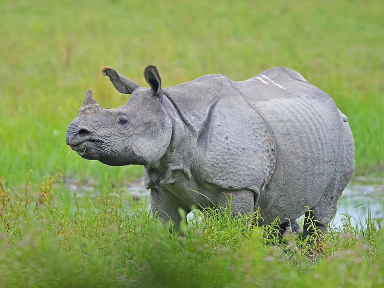 Indian Single horned Rhino