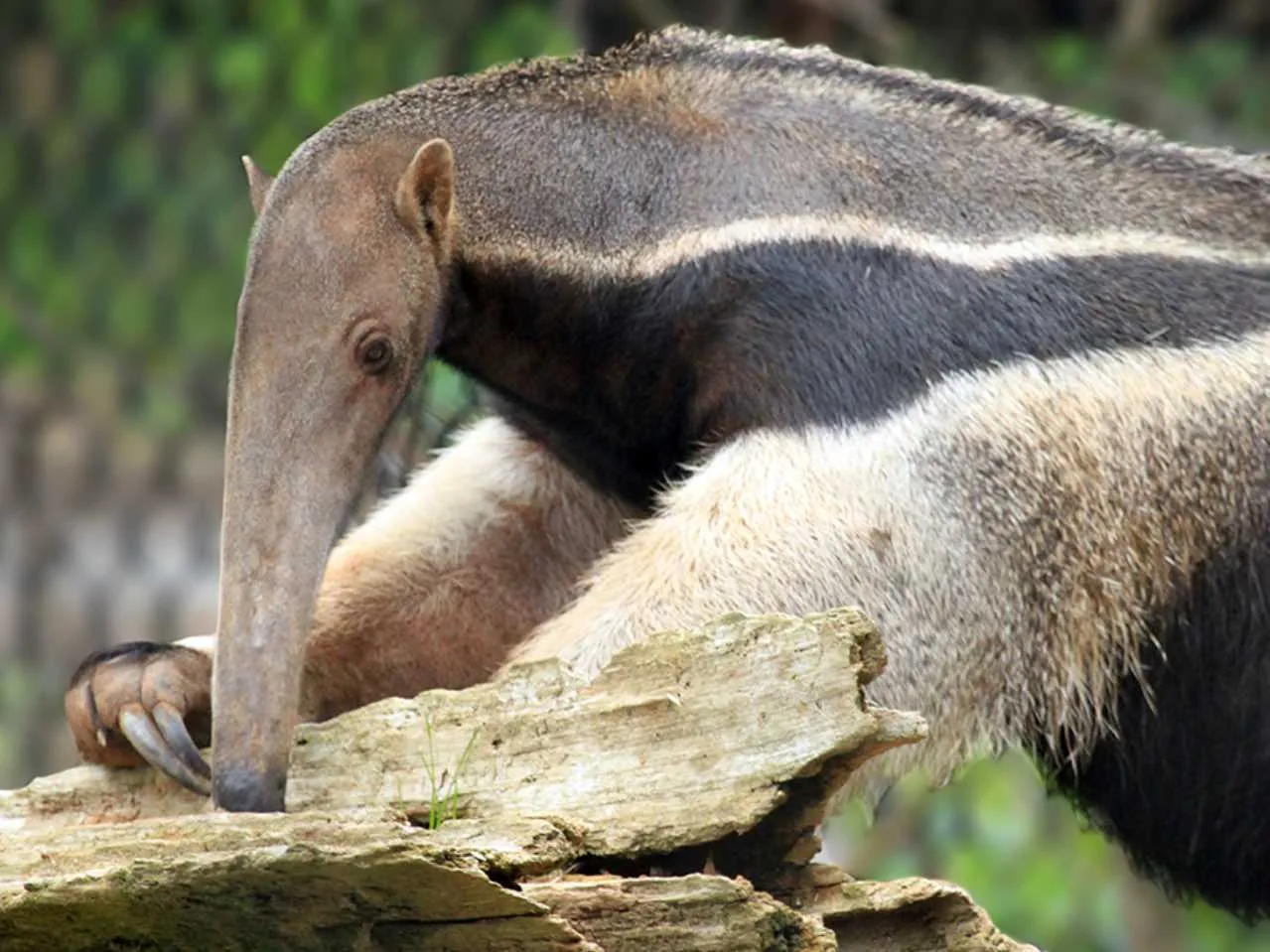Giant anteater 