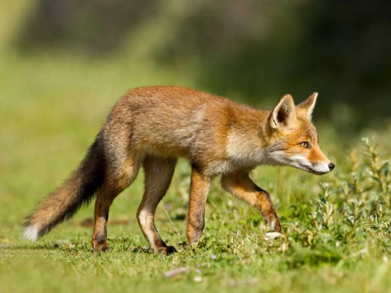 red fox in natural habitat