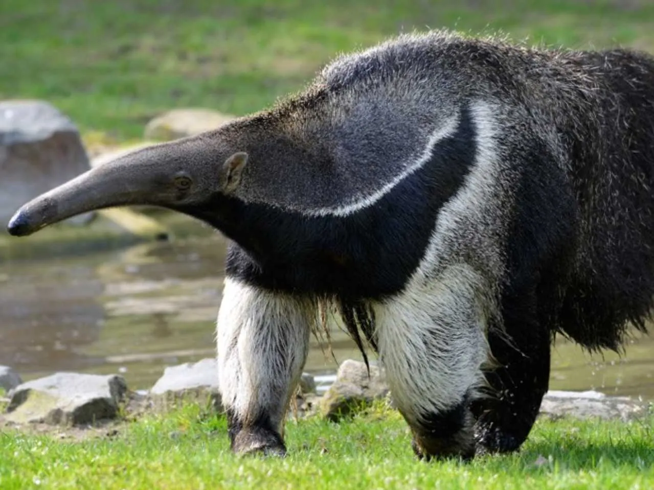 Giant anteater 