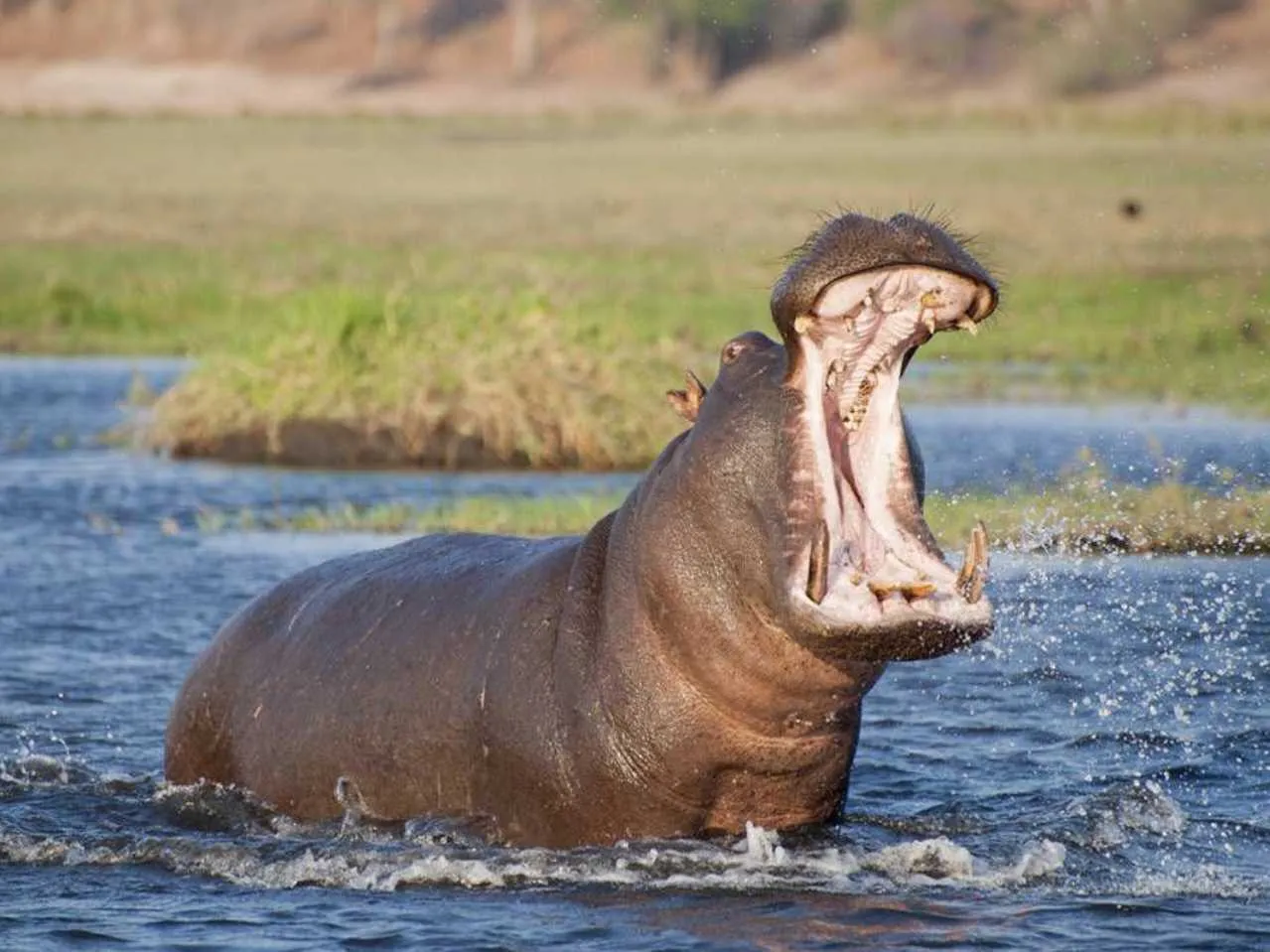 Hippo with mouth wide open