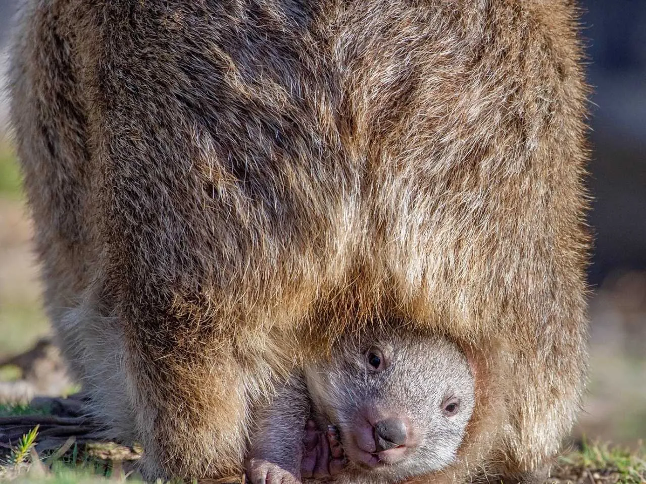 Wombats 