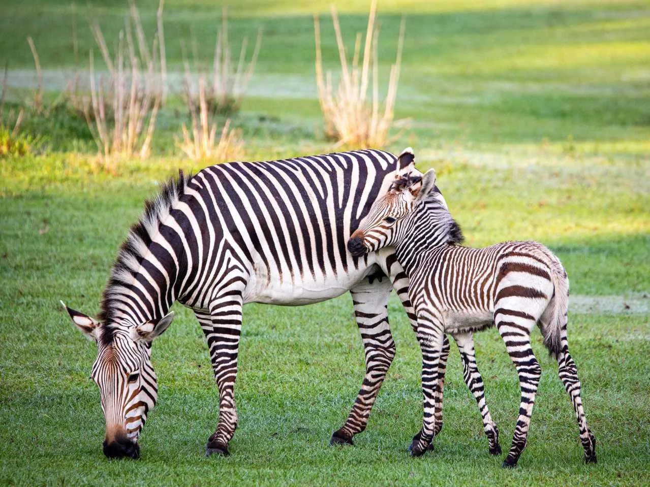 Zebra with her calf