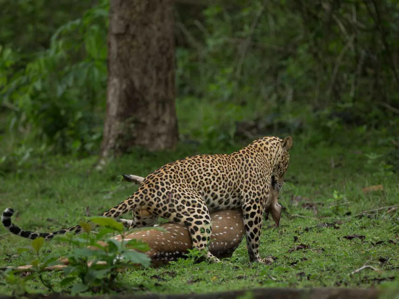 leopard dragging his prey