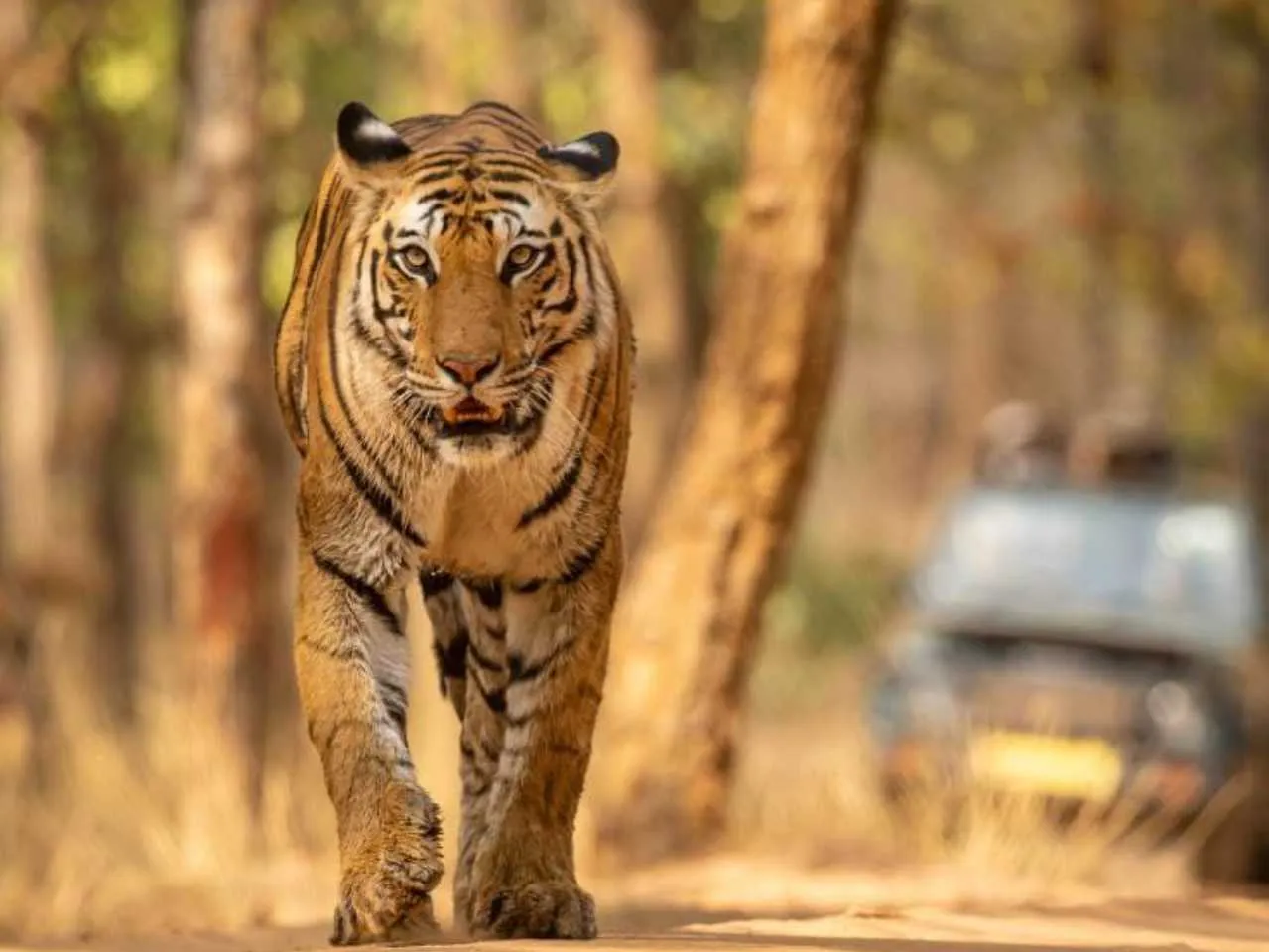 Bandhavgarh tiger reserve