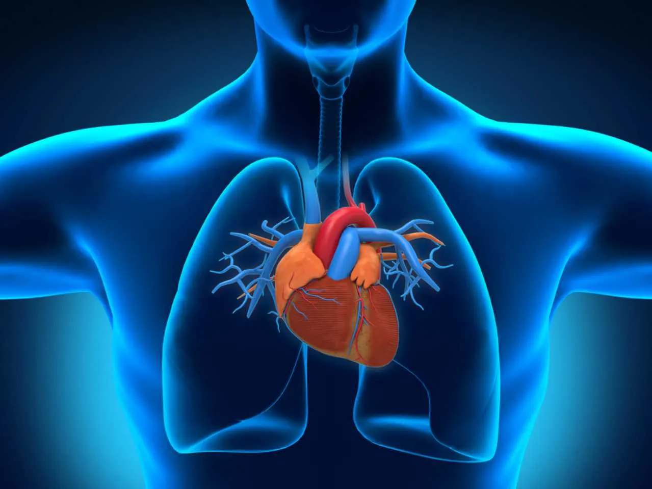 heart in human body