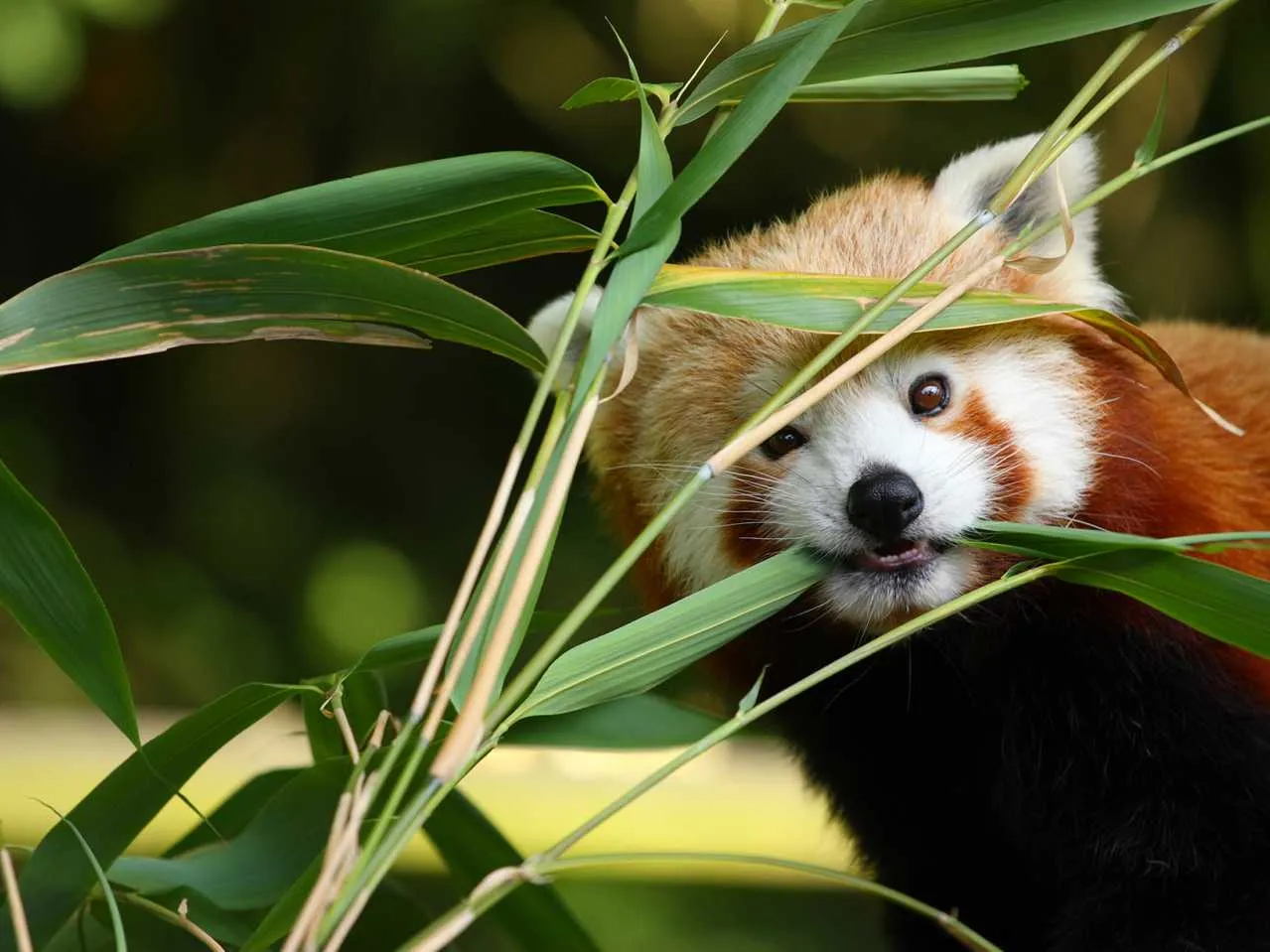 Red Panda eating Bamboo leaves