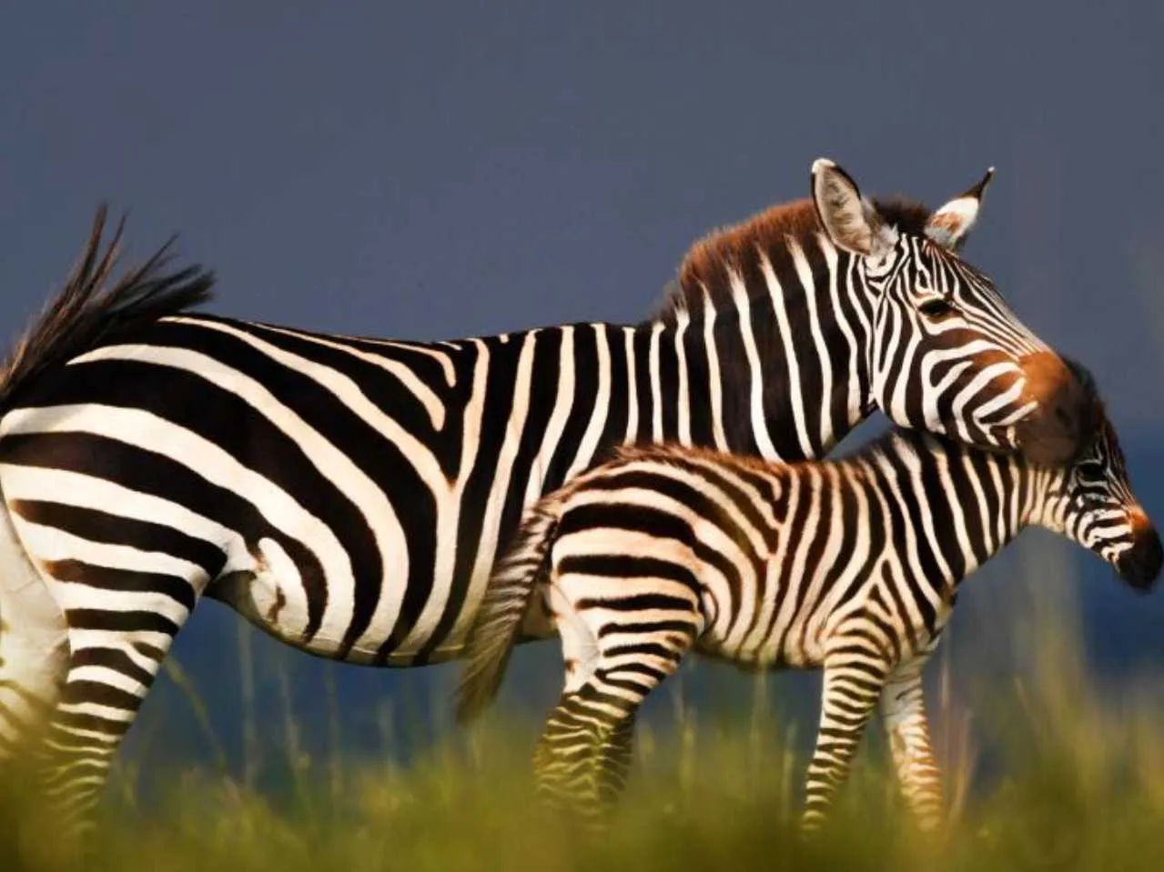 Zebra in grasslands