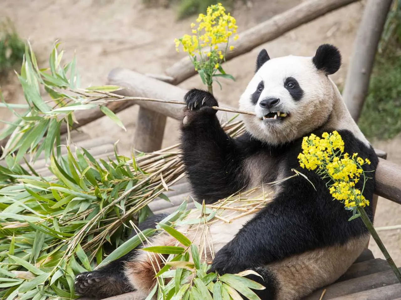 Gaint panda eating bambbo