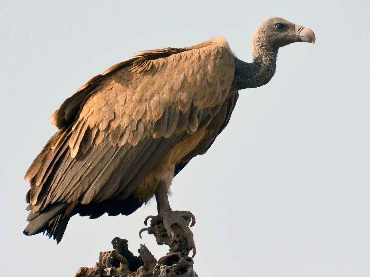 Indian Vulture 
