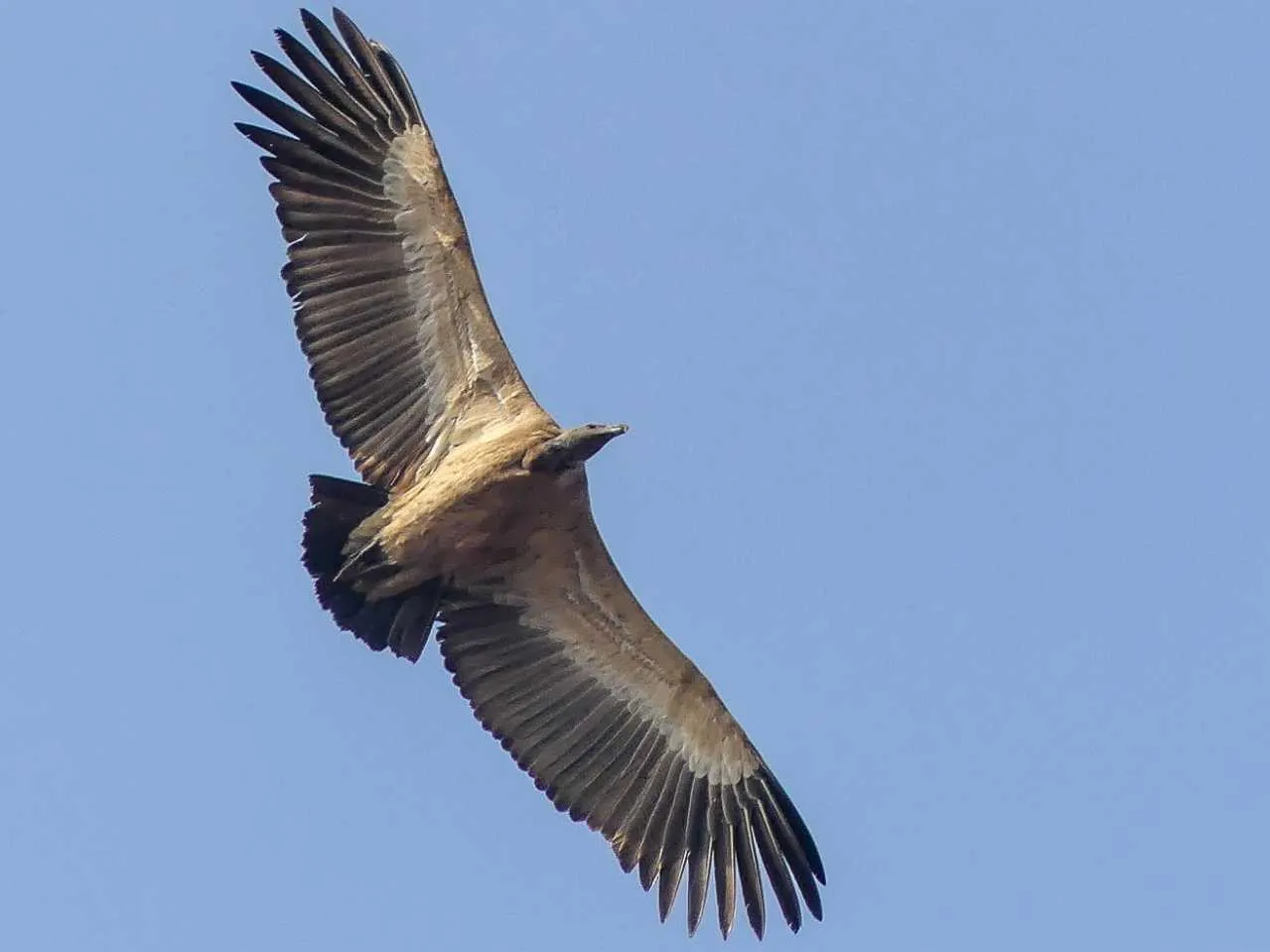 Indian Vulture 