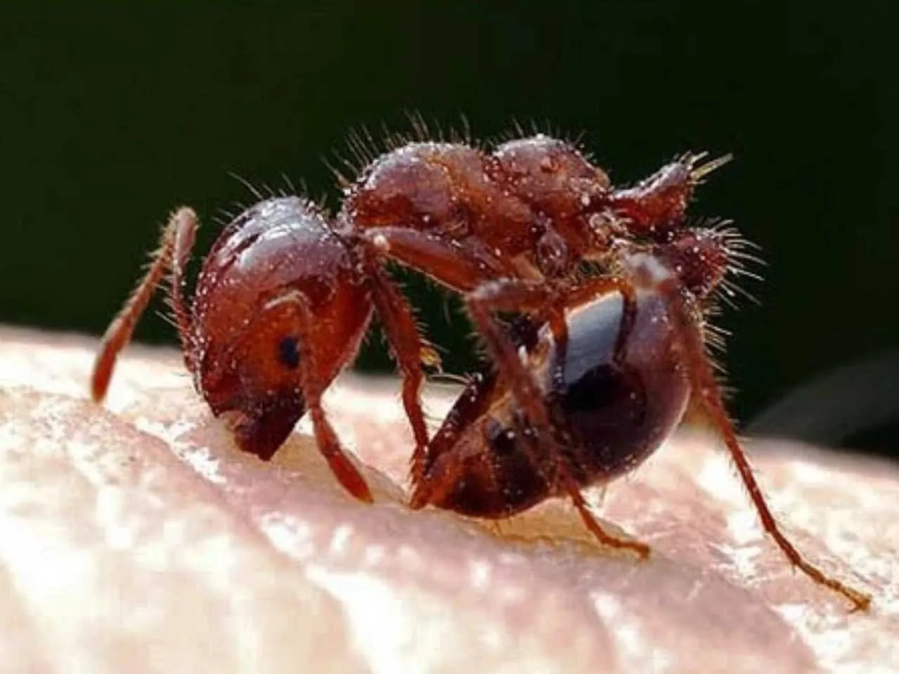 red ant biting