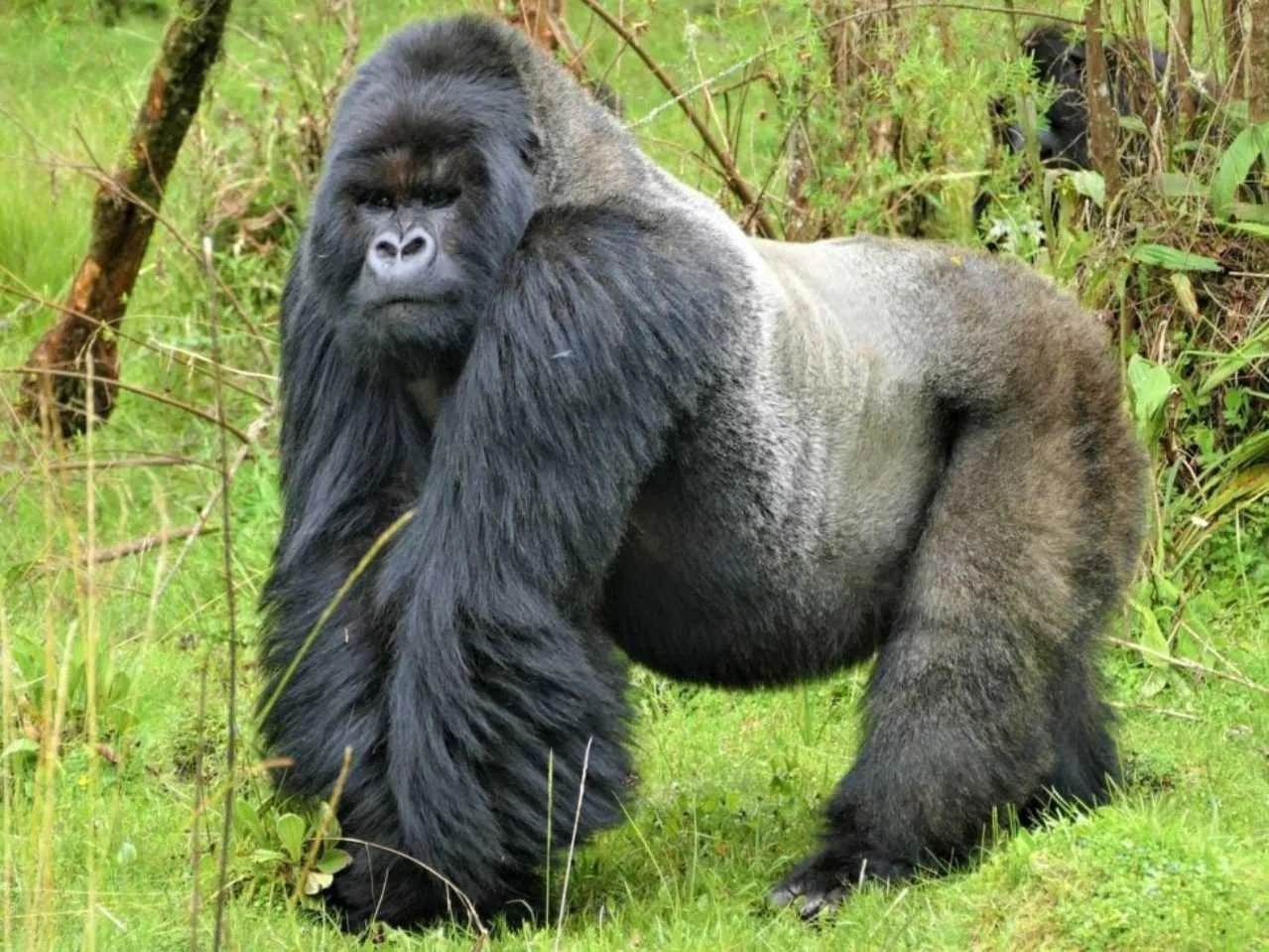 silver back gorilla