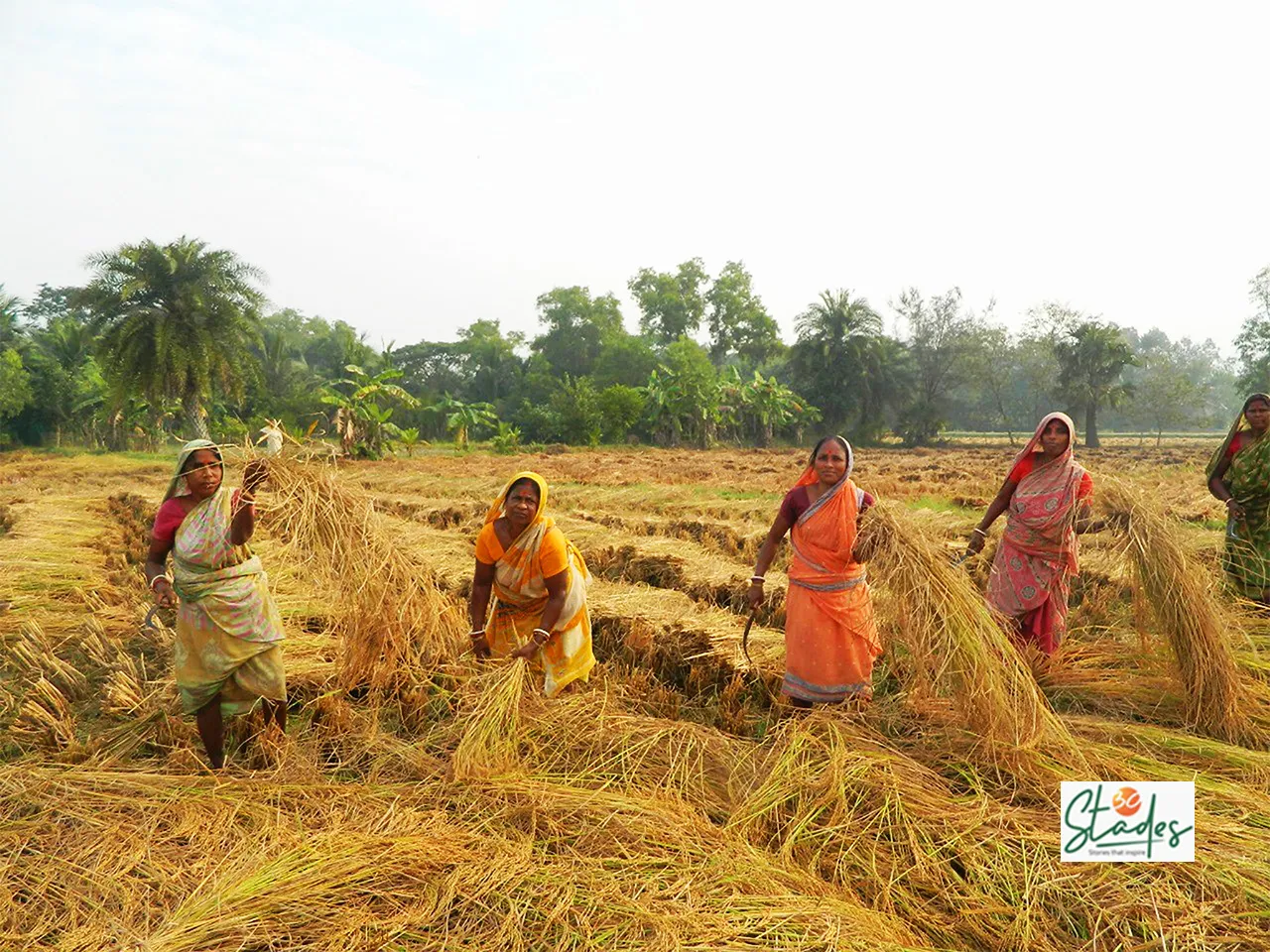 Women harvesting harinakhuri
