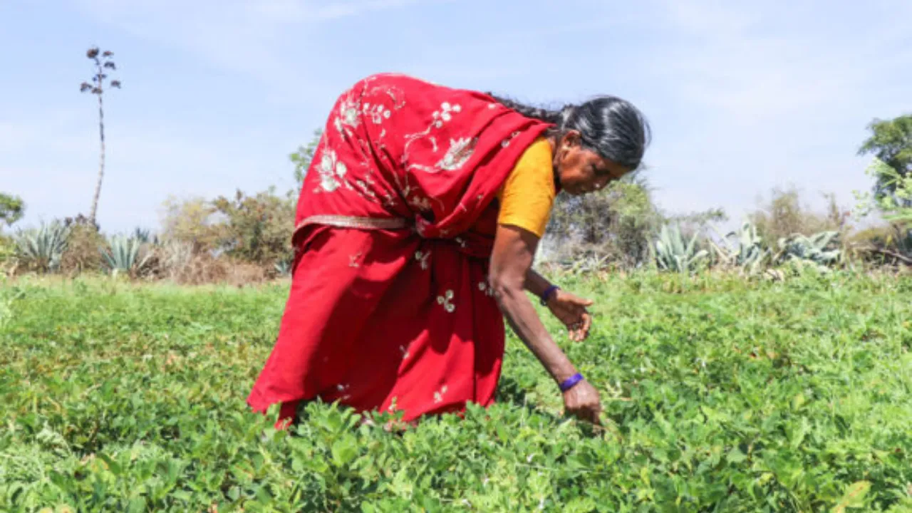 Rural Development Trust (RDT)