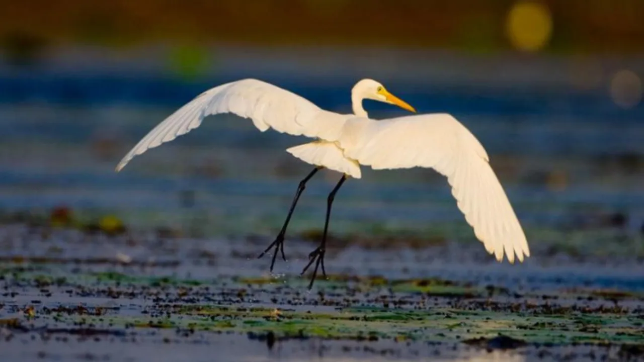 Kondakarla Bird Sanctuary: