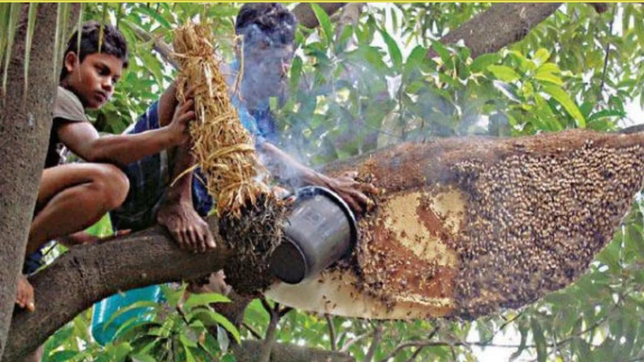 Sundarbans Honey    