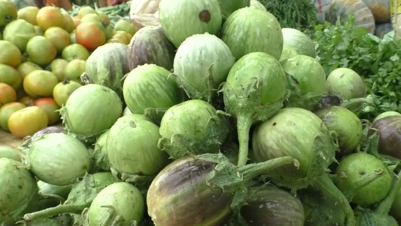 Nayagarh Kanteimundi Brinjal