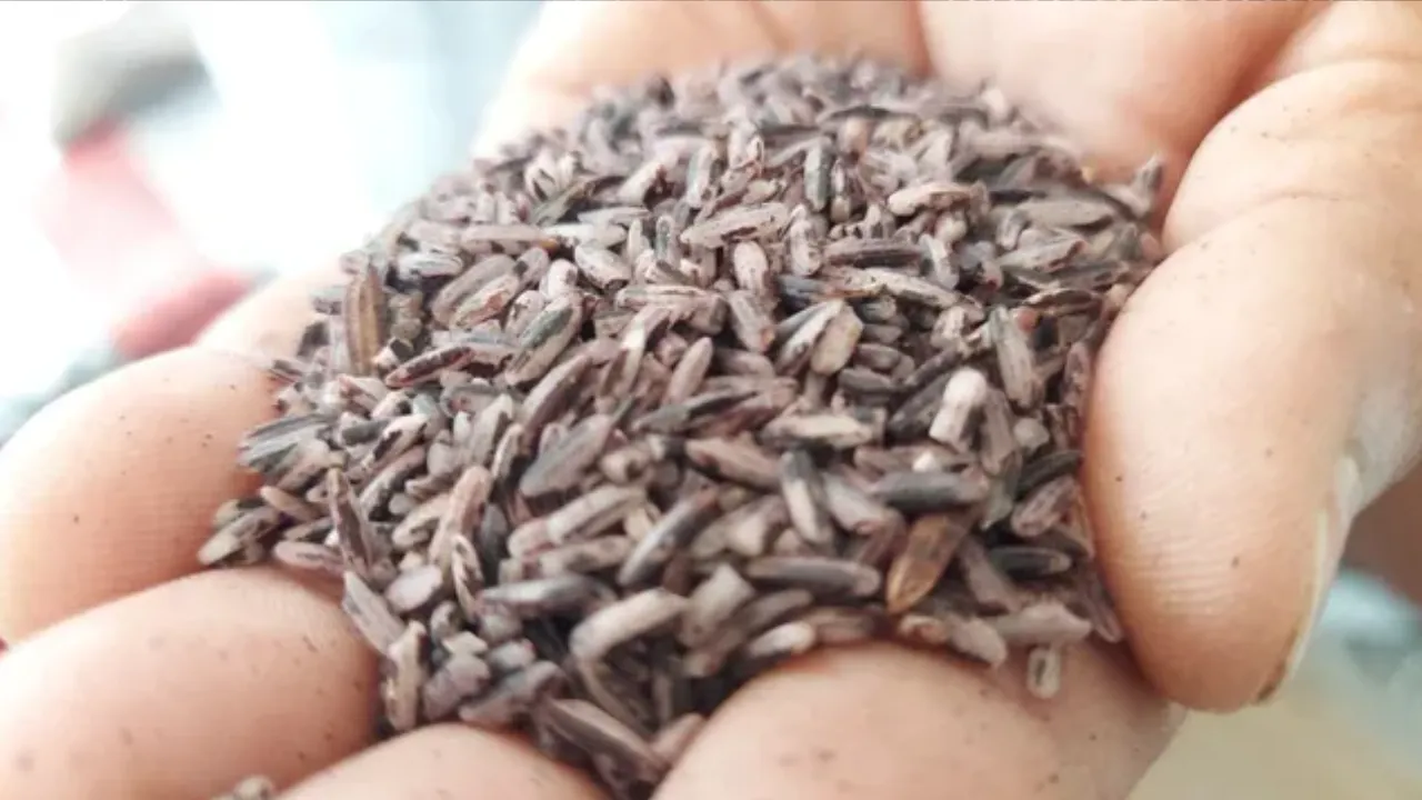 Koraput Kalajeera rice