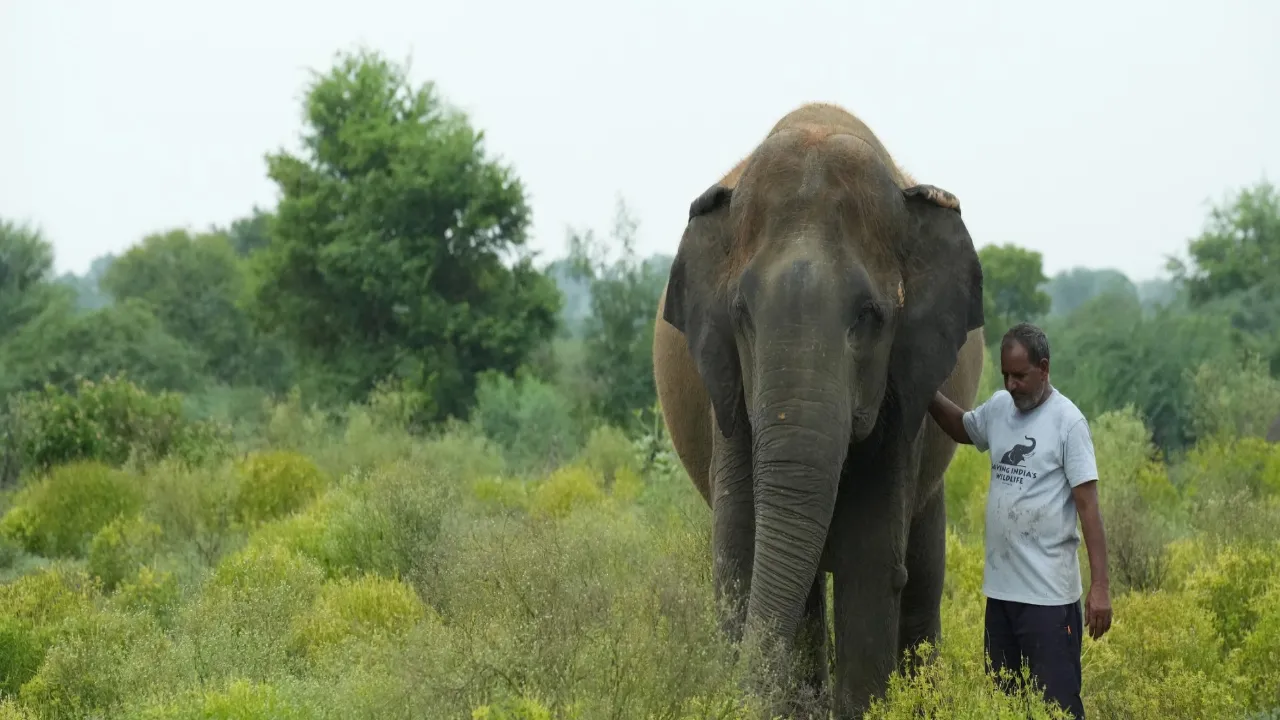 elephant rescue centre