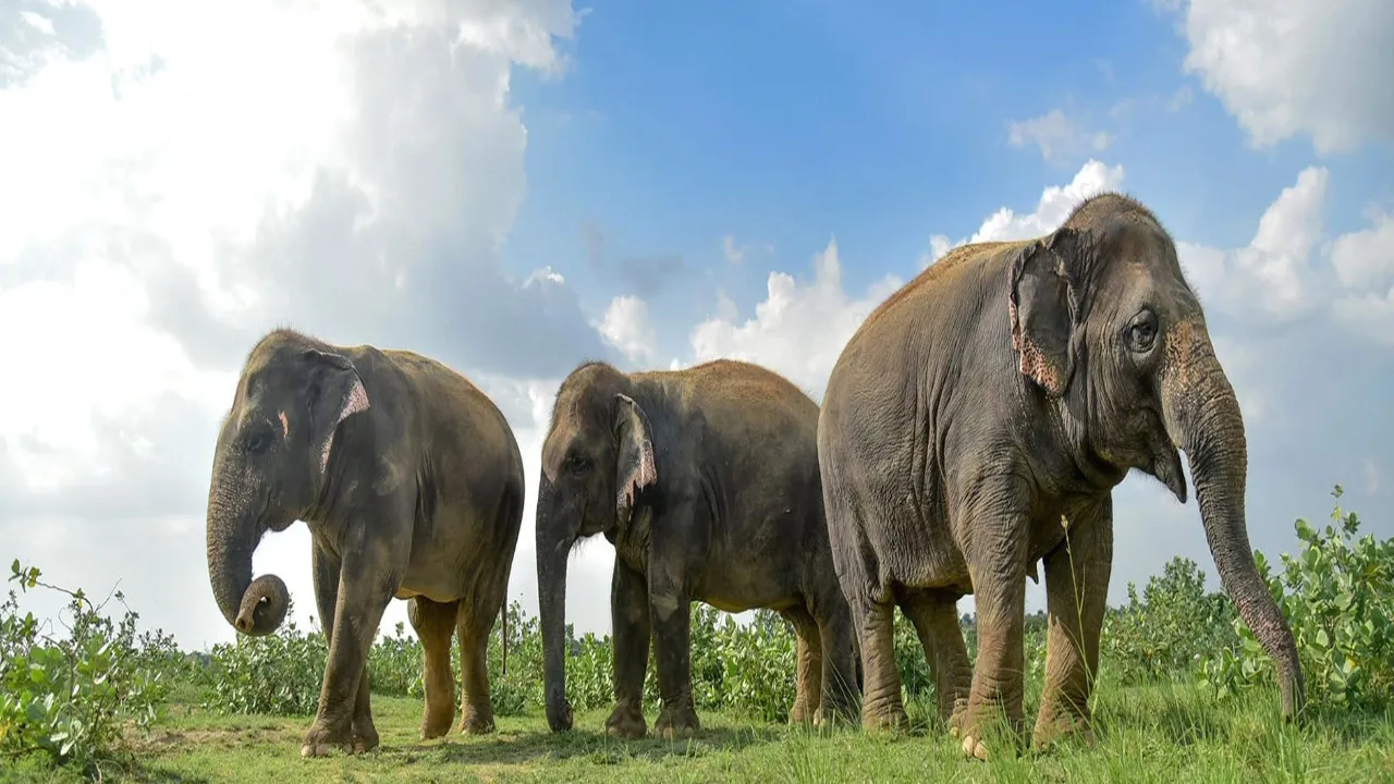 Image Courtesy: Elephant Hospital