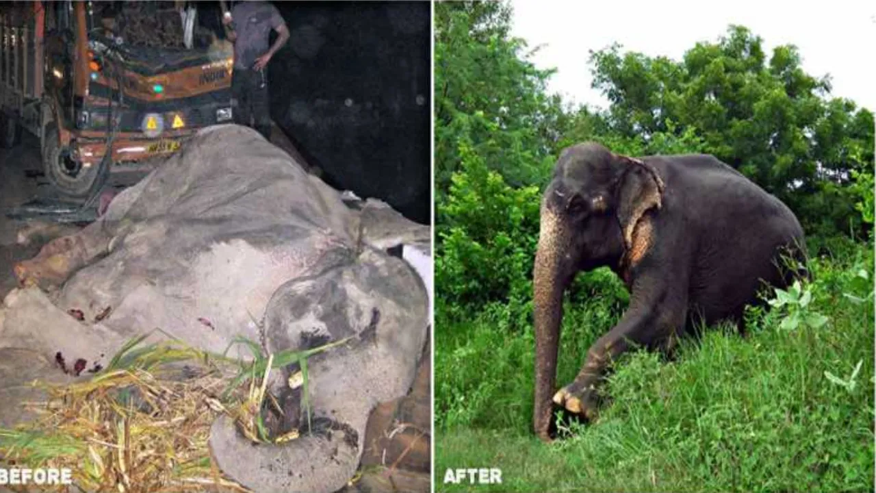 worst cases of truck hitting elephants in India