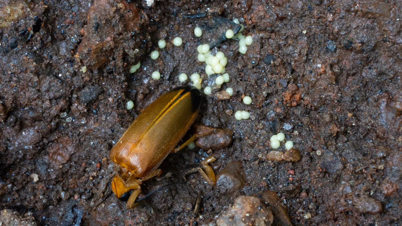 Adult firefly with eggs