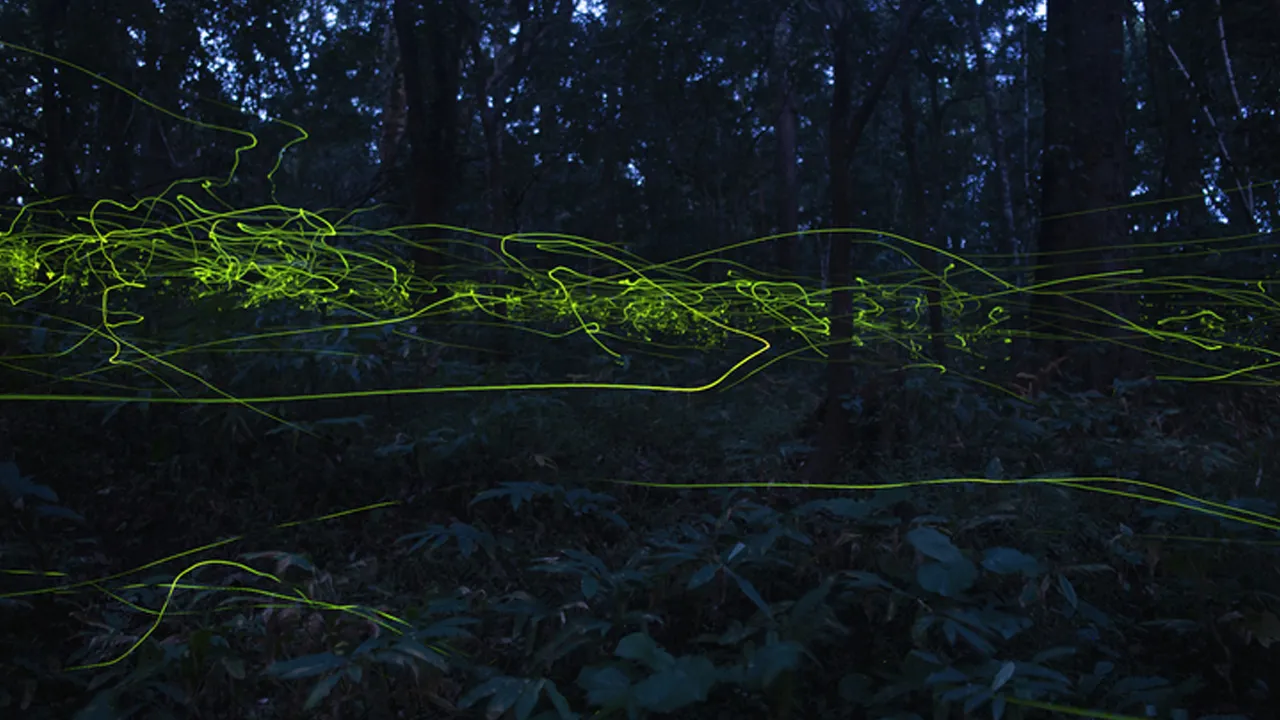 firelies flying pattern 