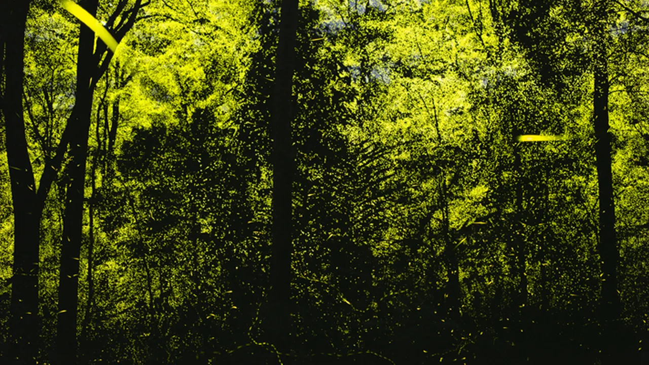 fireflies in annamalai tiger reserve