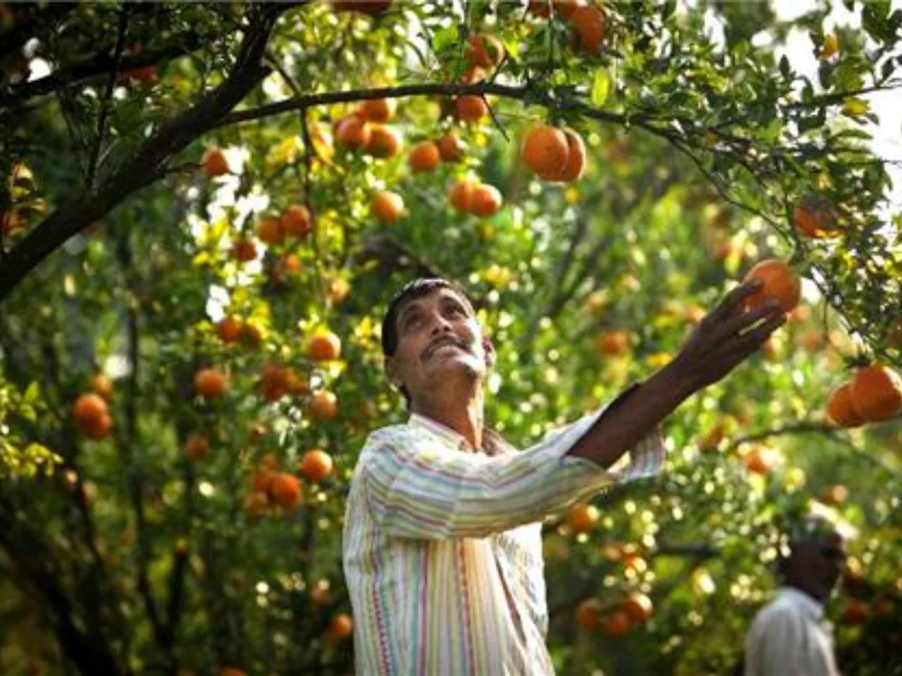 Orange City of India
