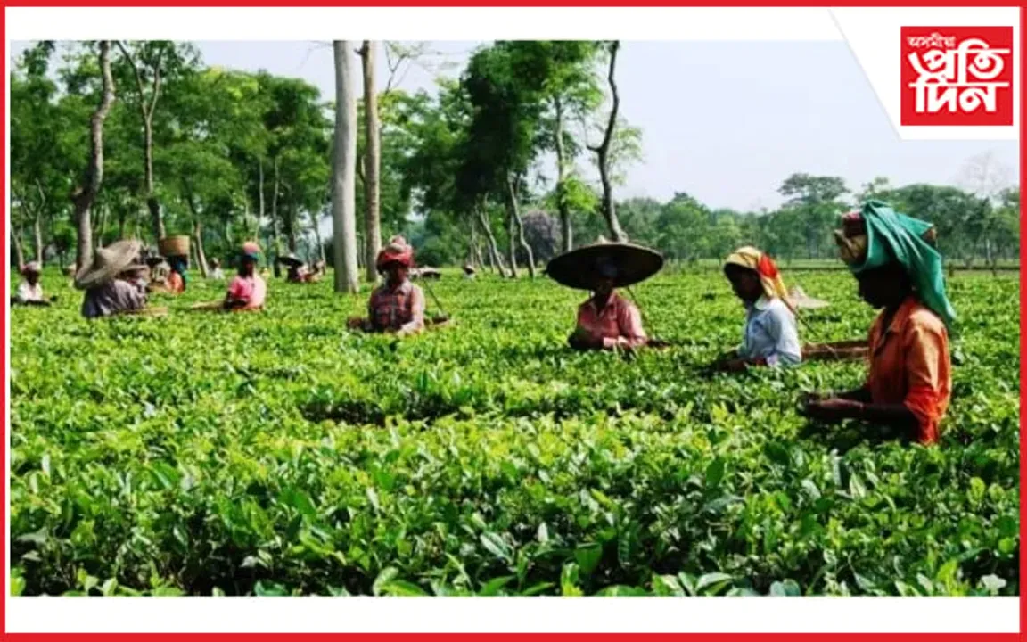 অনাকাংক্ষিত পৰিৱেশ সৃষ্টি হোৱাৰ হুংকাৰ ক্ষুদ্ৰ চাহ খেতিয়ক সন্থাৰ সভাপতিৰ
