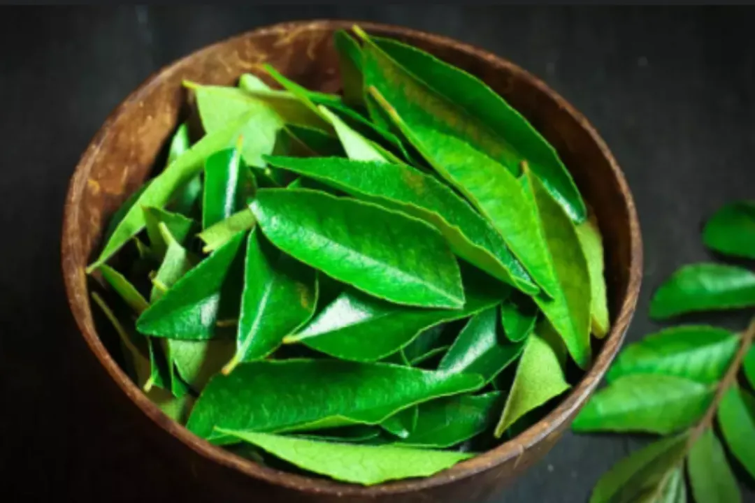 Curry Leaves Benefits