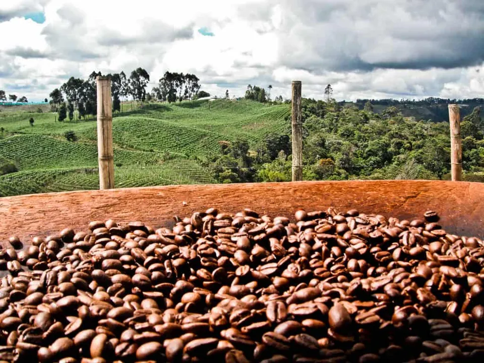 coffee plantation