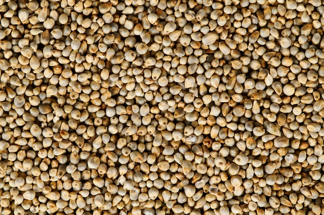 5 Benefits of Pearl Millet 