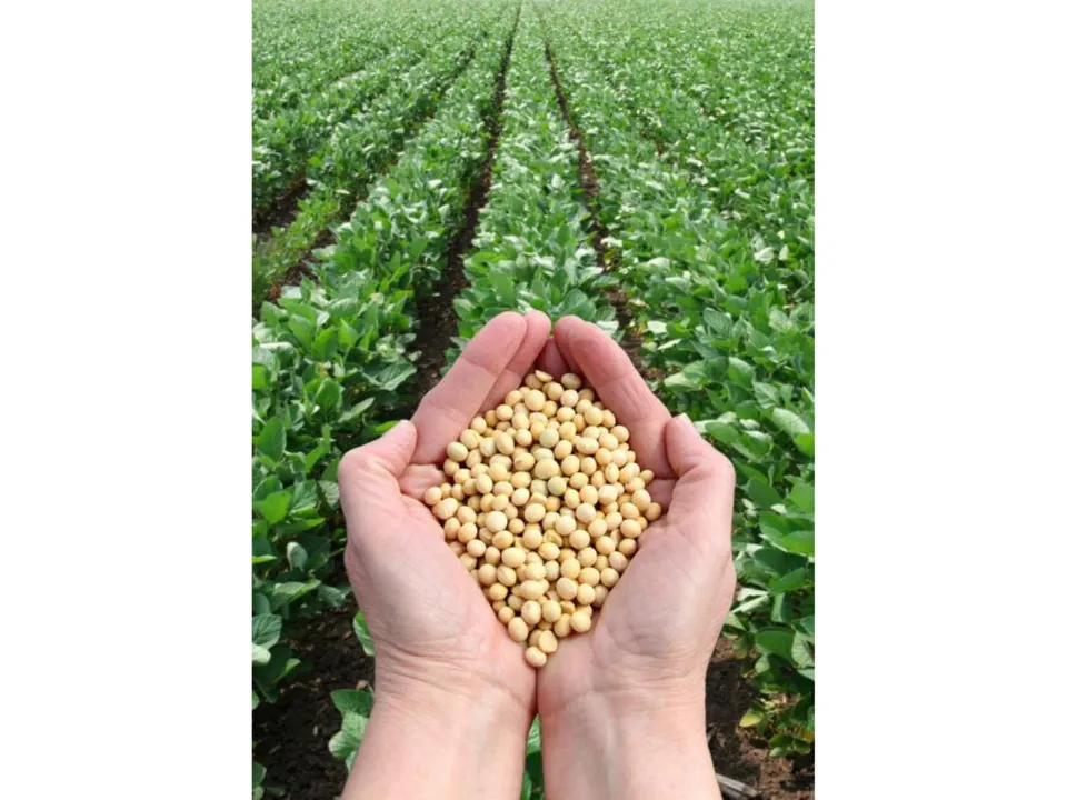 Benefits Of Soybeans 