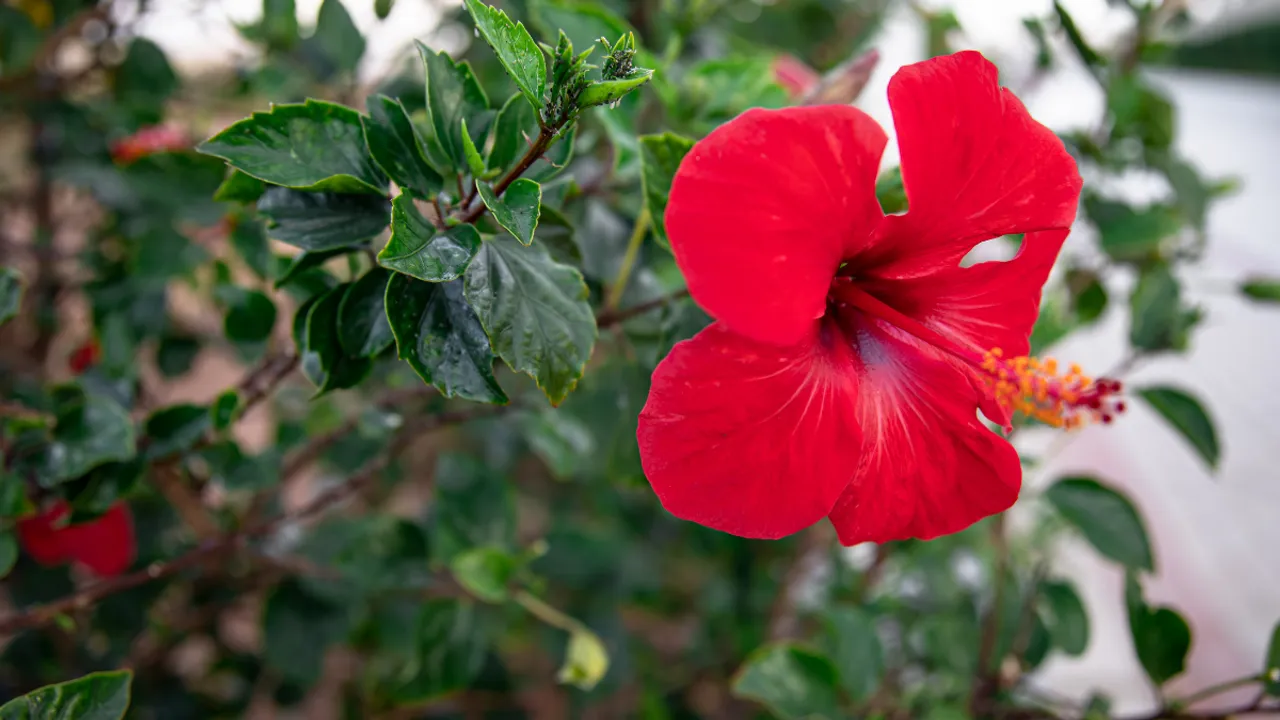 hibiscus freepik