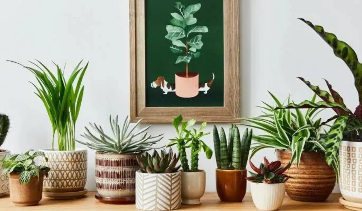 Indoor Plants