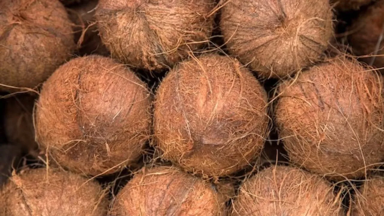 Coconut