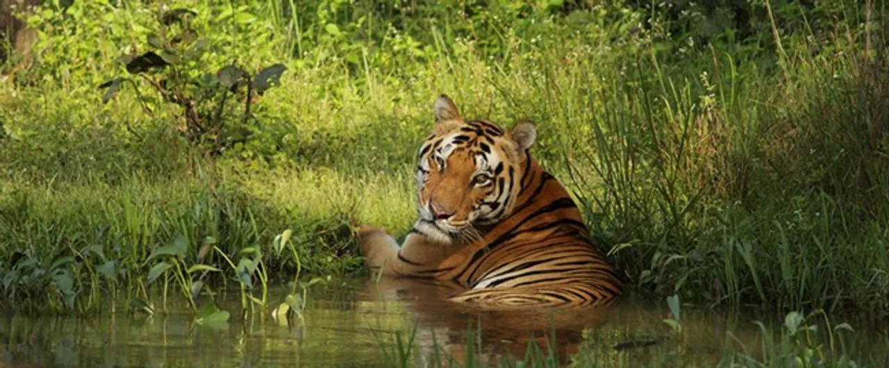 This International Tiger Day, Embark on a Journey to Witness the Regal Monarch of the Wilderness with Taj Safaris