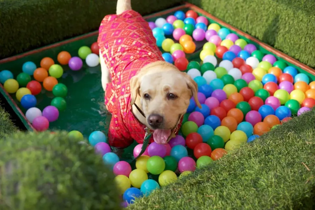 Embrace Pet Paradise: The Resort, Mumbai Unveils Pet-Friendly Amenities Following the Roaring Success of PAWSOME Camp's Second Edition recently!