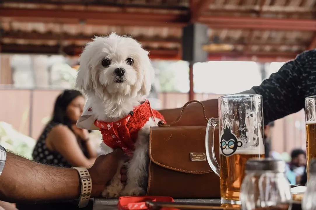 BIRA 91 Taproom Partners with Pet Fed India to present 'Bengaluru Pupper Party'