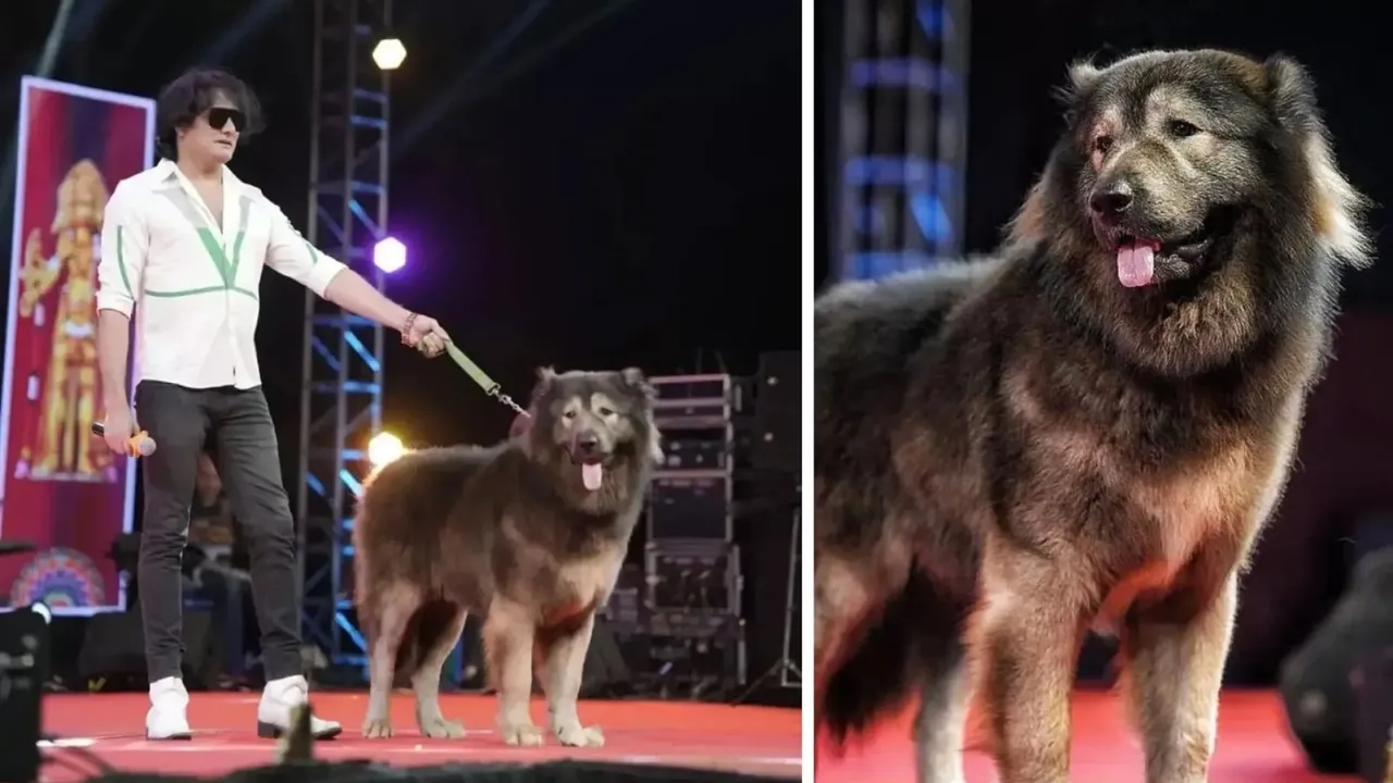 World's Most Expensive Dog