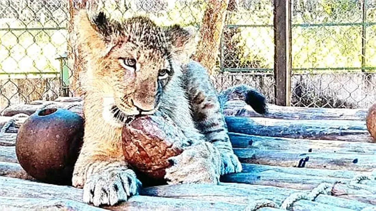 After tigers successful breeding of lions in Bengal Safari