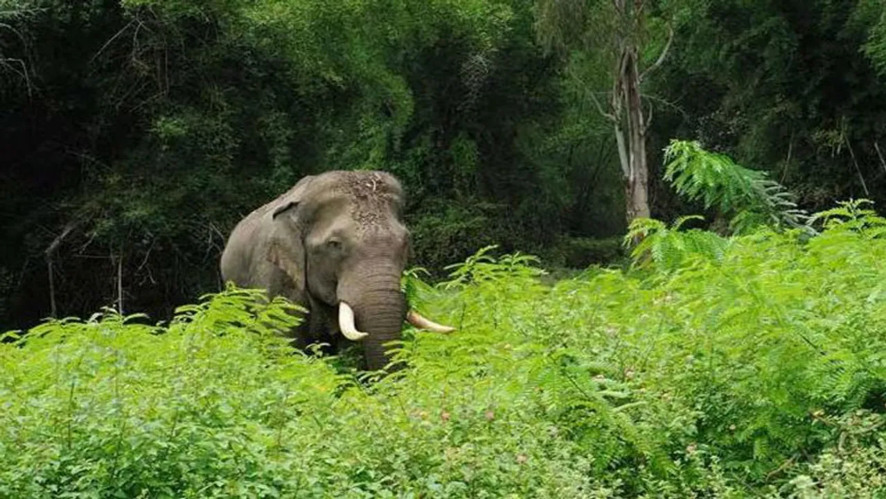 wild elephant attack